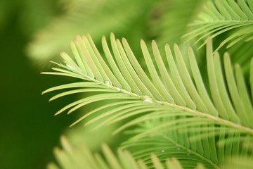green leaves background