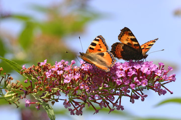 two butterflys on lilac