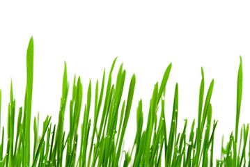 fresh grass with dew drops