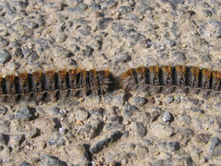 0682- chenilles processionnaires du pin