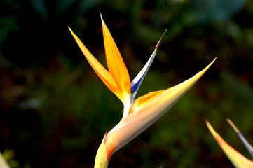 Obraz premium strilizia