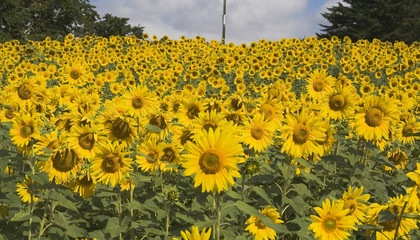 Obraz premium field of sunflowers