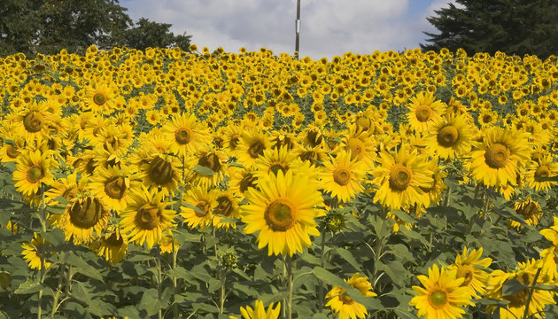 field of sunflowers
