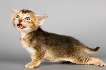 kitten of abyssinian breed