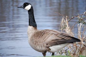 canada goose 7