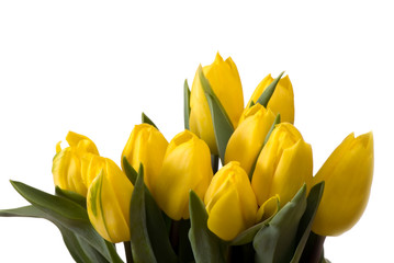 yellow tulips