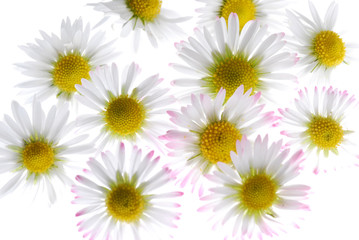 Fototapeta premium daisy