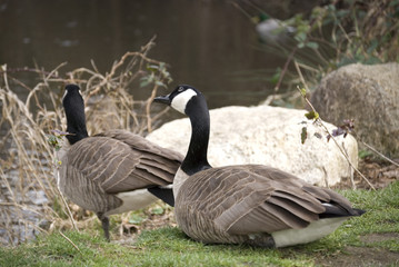 canada goose 9