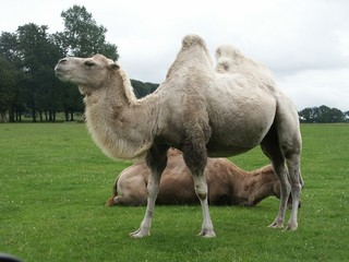 camel with two humps
