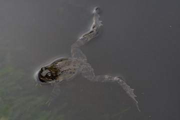 brown frog