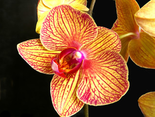 phalenopsis