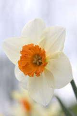 Fototapeta na wymiar close up daffodil