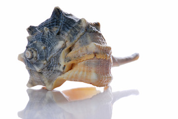 conchiglia