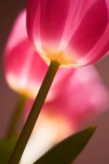 Crédence de cuisine en verre imprimé Macro tulipes