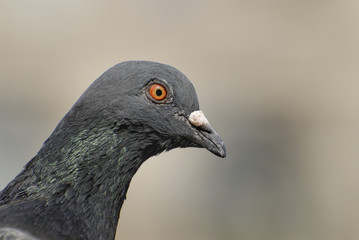 pigeon