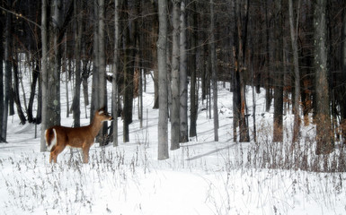 Fototapeta na wymiar deer in the woods