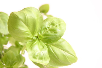 Fototapeta premium basil