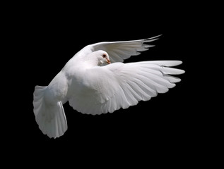 Obraz premium white dove in flight 10