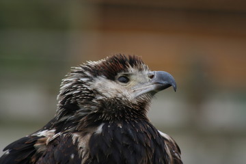 der blick nach oben