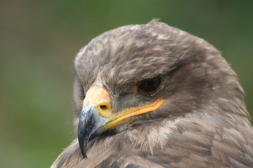 aquila nipalensis