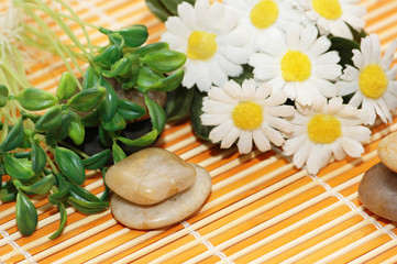 camomiles, herbs and stones for spa session