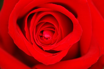 bud of a red rose - shallow depth of field