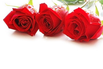 three roses with water drops isolated on the white