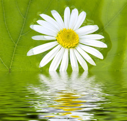 camomile and pond