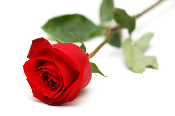 red rose isolated on the white background - Powered by Adobe