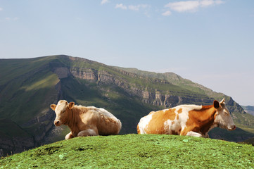 Fototapeta na wymiar tow krowy na szczycie wzgórza w lecie
