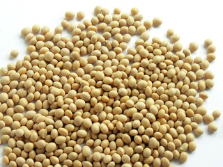 soya bean seeds
