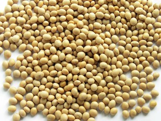 soya seeds