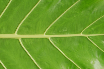 back of giant leaf