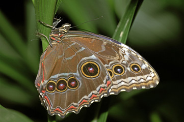 schmetterling