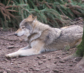 wolf resting