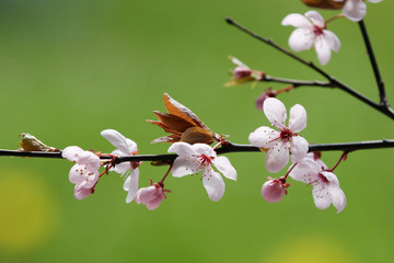 Fototapeta premium frühling
