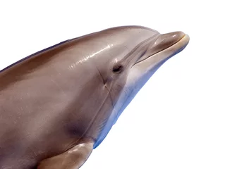 Photo sur Plexiglas Dauphin dauphin