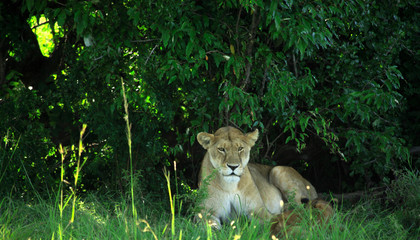 lioness resting under a tree
