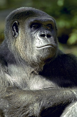 gorilla thinking