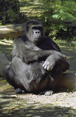 scowling gorilla