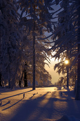 winter landscape