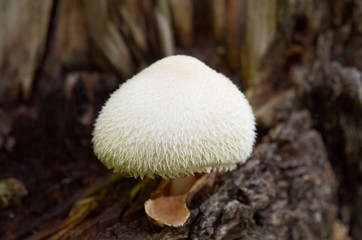 toadstool