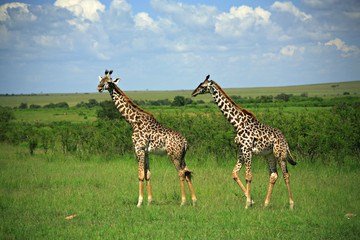 two giraffe