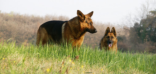 berger allemand