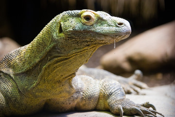 komodo dragon