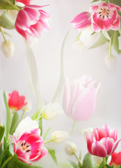 tulip's vertical background