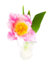 pink tulip in a vase