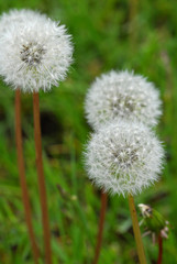 dandelion