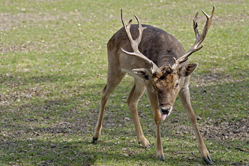 ein rothirsch zeigt mir die zunge