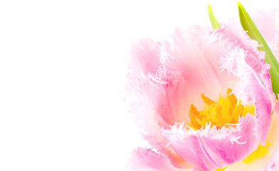 pink tulip close-up